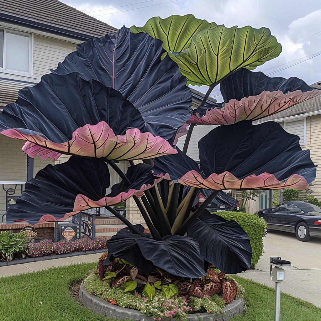🌿Fascinantul Caladium Gigant🌈