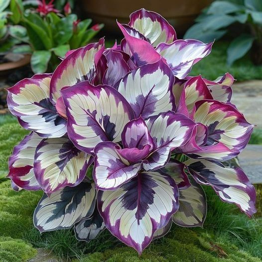 🌿 Kolorowe nasiona funkii – król cienia w ogrodzie! 🌿