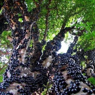 Nasiona winogron Jabuticaba