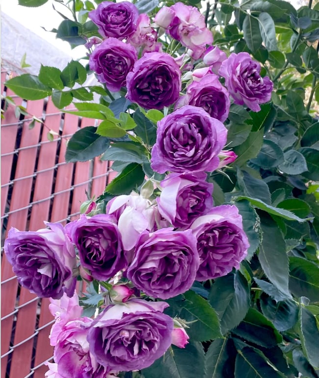 🌺Semințe de trandafir cățărător