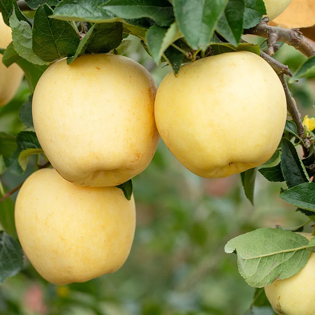 Nasiona Złotego Jabłka, wskaźnik przeżywalności 90%