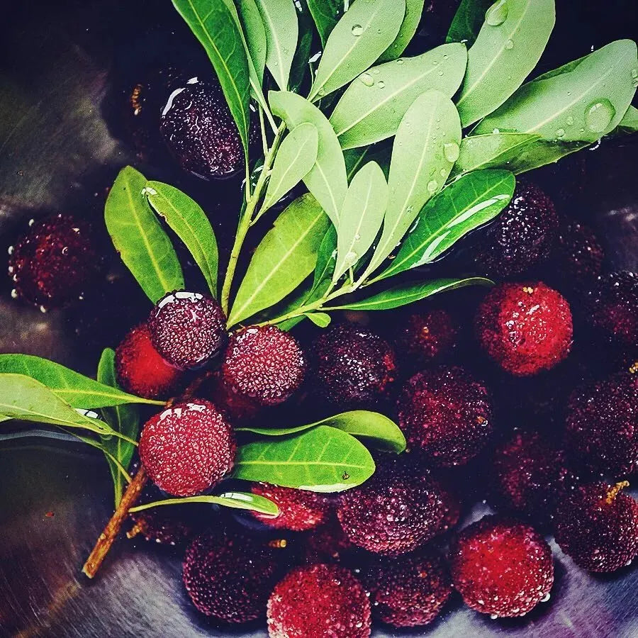 Olbrzymia jagoda laurowa：Wielkość piłeczki do ping-ponga, ⭐Smak połączenia truskawek i wiśni