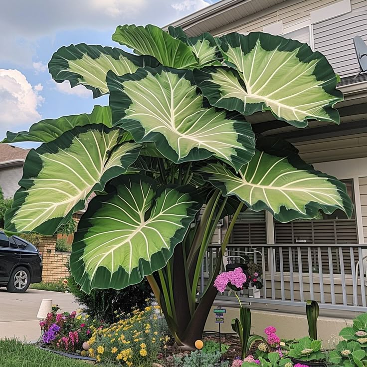Bulbi de Alocasia cu safir nordic - Giant🍃 Transformă-ți spațiul cu măreție tropicală