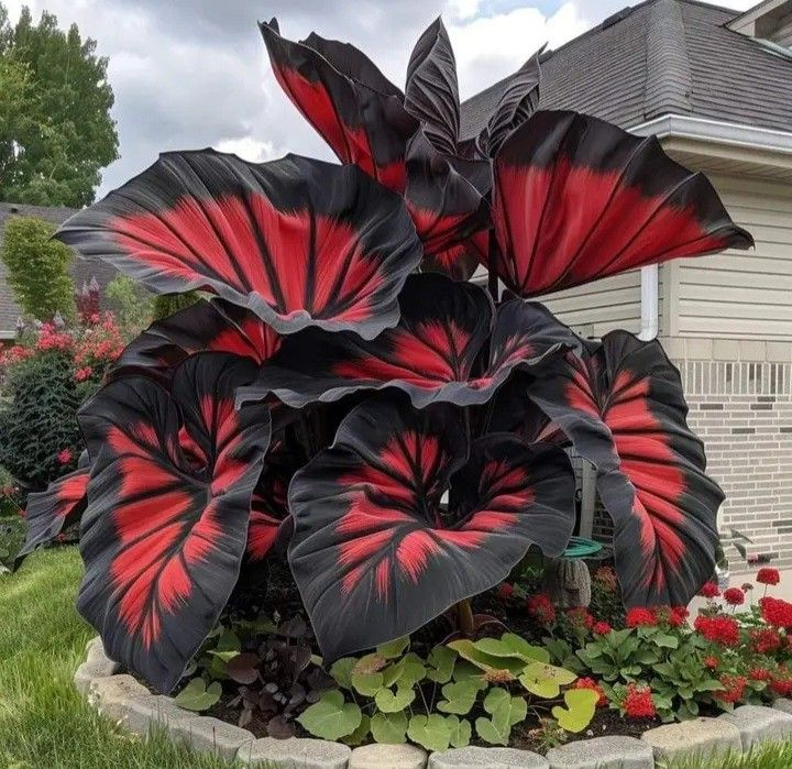 Bulbi de Alocasia cu safir nordic - Giant🍃 Transformă-ți spațiul cu măreție tropicală