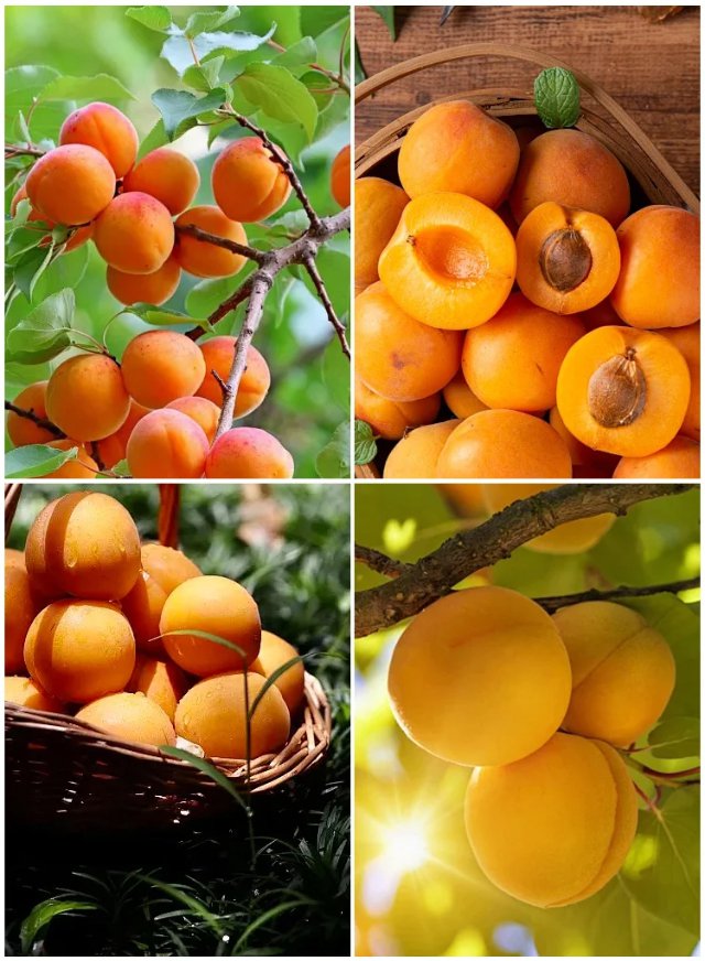 produktywnych nasion drzewa moreli królewskiej