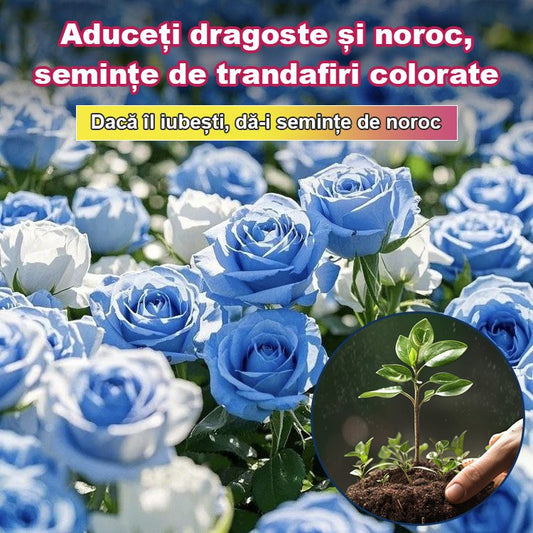 【Aduce dragoste și noroc】Semințe de trandafir în șapte culori