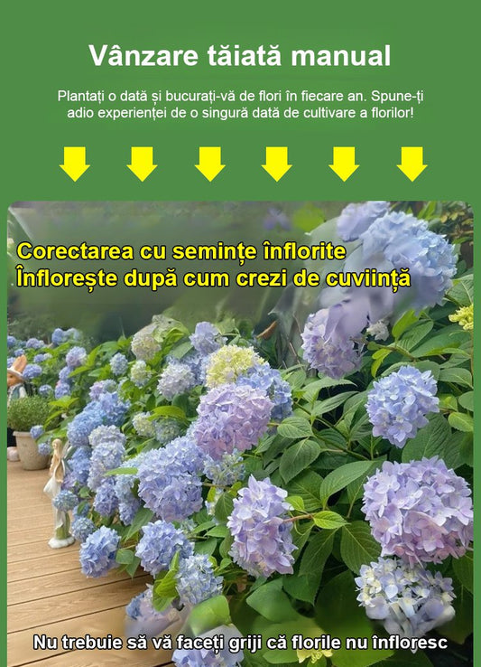 Semințele de hortensie înfloresc în toate cele patru anotimpuri.