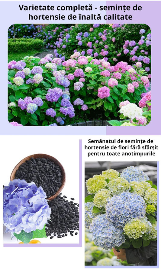 【Semințe de hortensie Infinite Blossom】