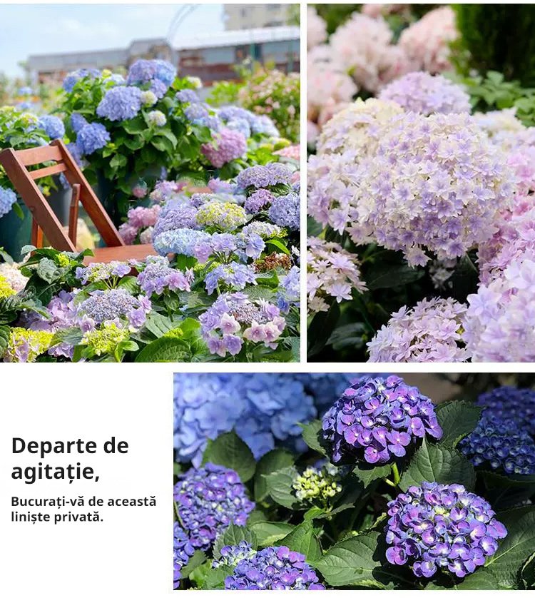 【Semințe de hortensie Infinite Blossom】