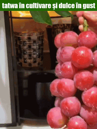 【Aroma de vin】Semințe de struguri regina Nina pentru cultivare