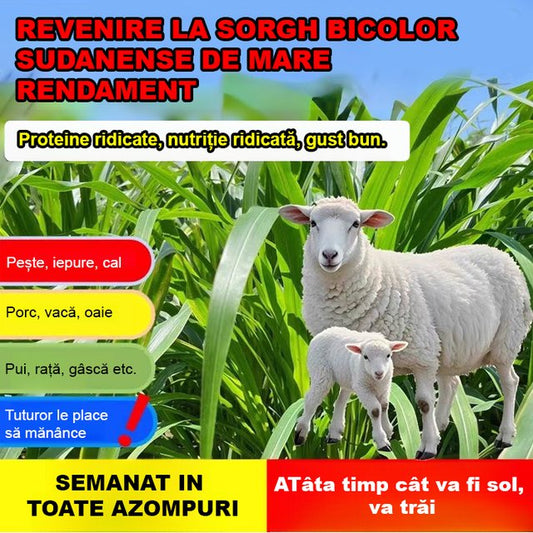 HFH-Semințe furajere importate de pui, bovine, oi și pești