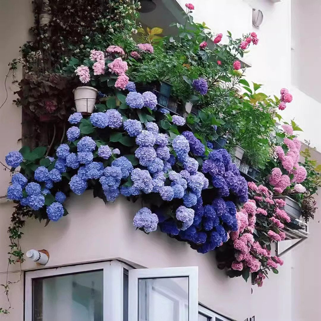 Hortensje w ogrodzie - uprawa przez cztery pory roku