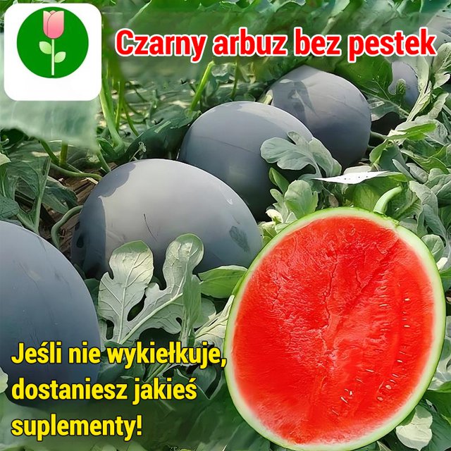 【Słodsze niż miód】Czarne bezpestkowe nasiona arbuza wysokoplennego