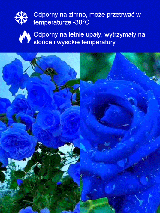 Nasiona Blue Enchantress