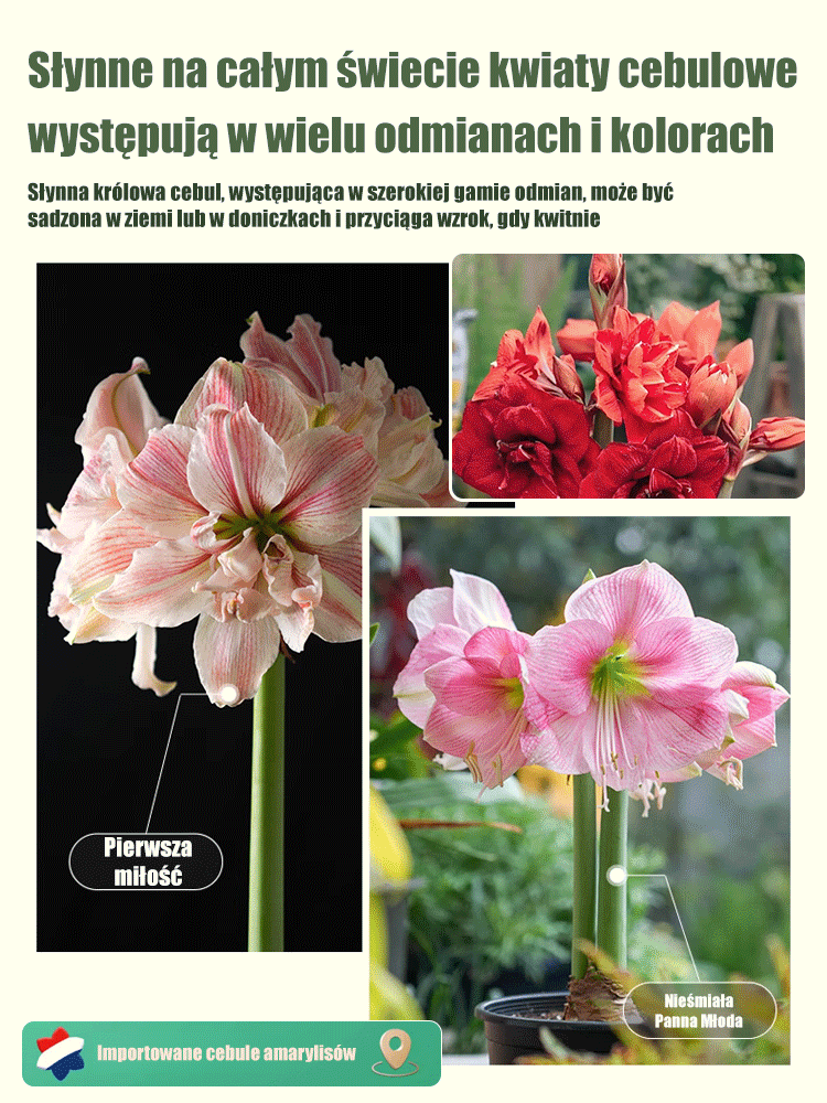„Dobra wróżba” holenderskie importowane cebule amarylisu pełnego.