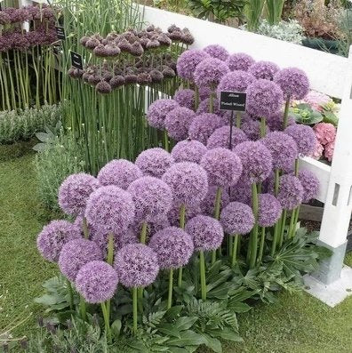 【Jednorazowe sadzenie, kwitnienie co roku】Cebule czosnek olbrzymi łatwe do uprawy przez cały rok.