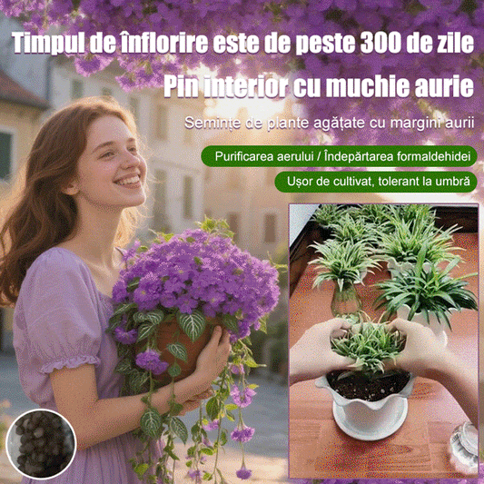 Semințe de Chlorophytum comosum 'Variegatum' cu aromă intensă, înflorire pe tot parcursul anului.