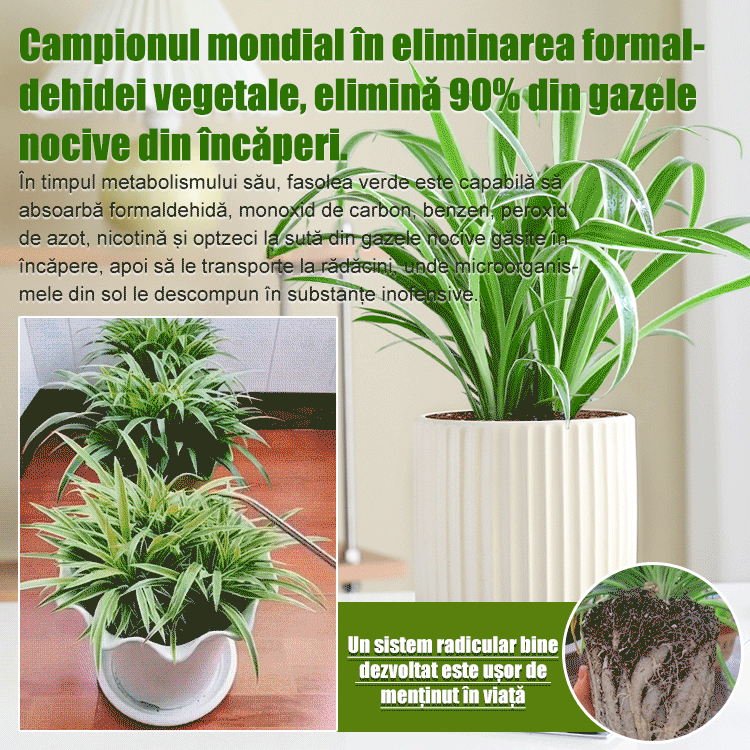 Semințe de Chlorophytum comosum 'Variegatum' cu aromă intensă, înflorire pe tot parcursul anului.