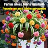 Semințe de Chlorophytum comosum 'Variegatum' cu aromă intensă, înflorire pe tot parcursul anului.