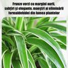 Semințe de Chlorophytum comosum 'Variegatum' cu aromă intensă, înflorire pe tot parcursul anului.