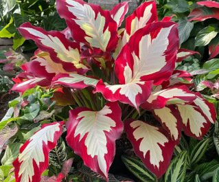 Nasiona ogrodnicze Caladium dostępne w wielu kolorach