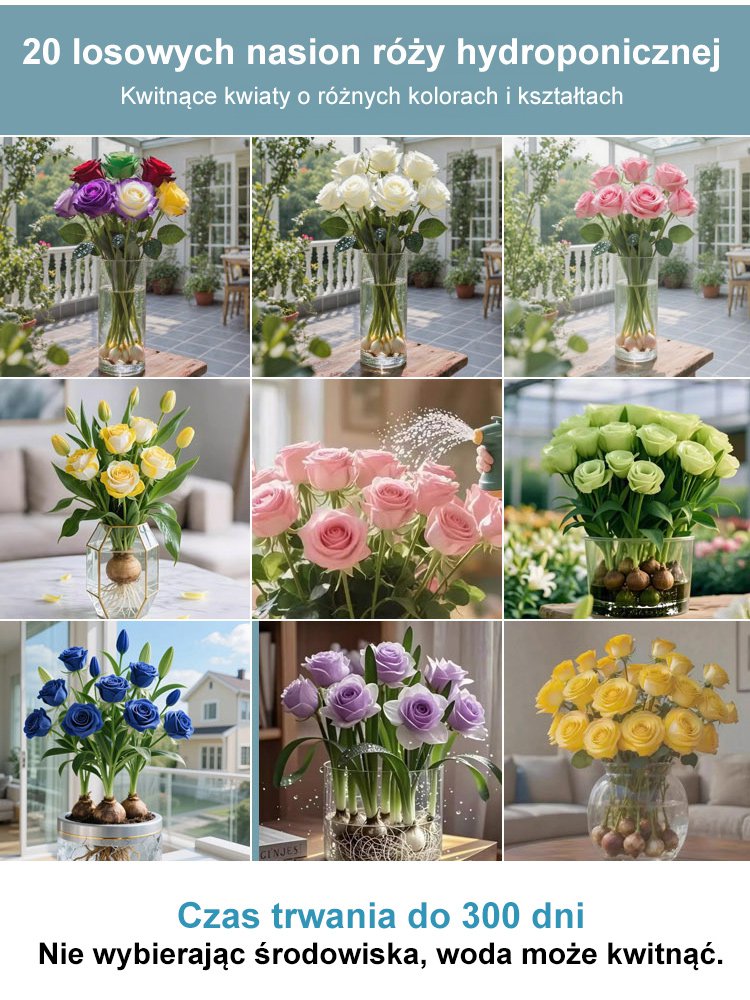【Kwitnienie przez 300 dni】Odmiana róż do hydroponii o intensywnym zapachu