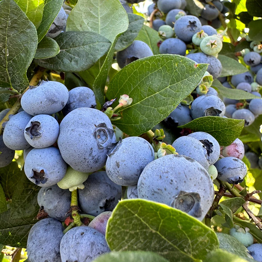 Seminte de fructe de afine (RENDAMENT MARE)