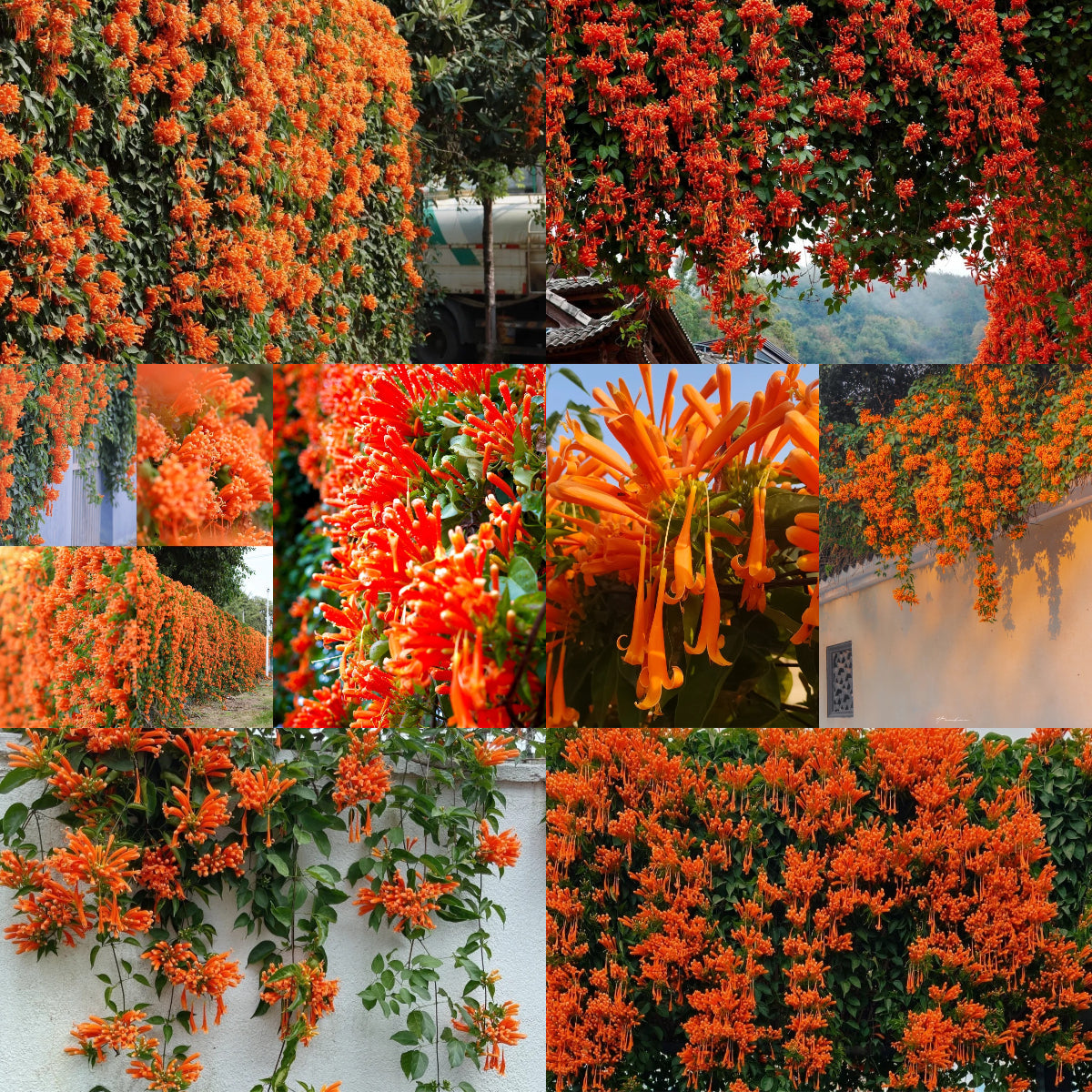 Nasiona kwiatów petardy