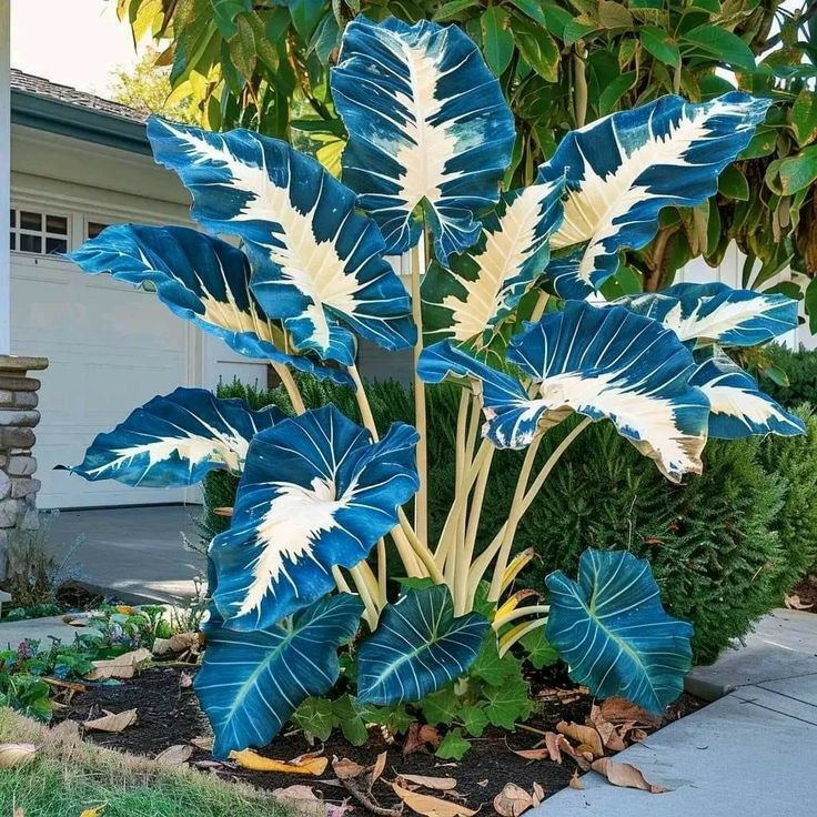 Bulbi de Alocasia cu safir nordic - Giant🍃 Transformă-ți spațiul cu măreție tropicală
