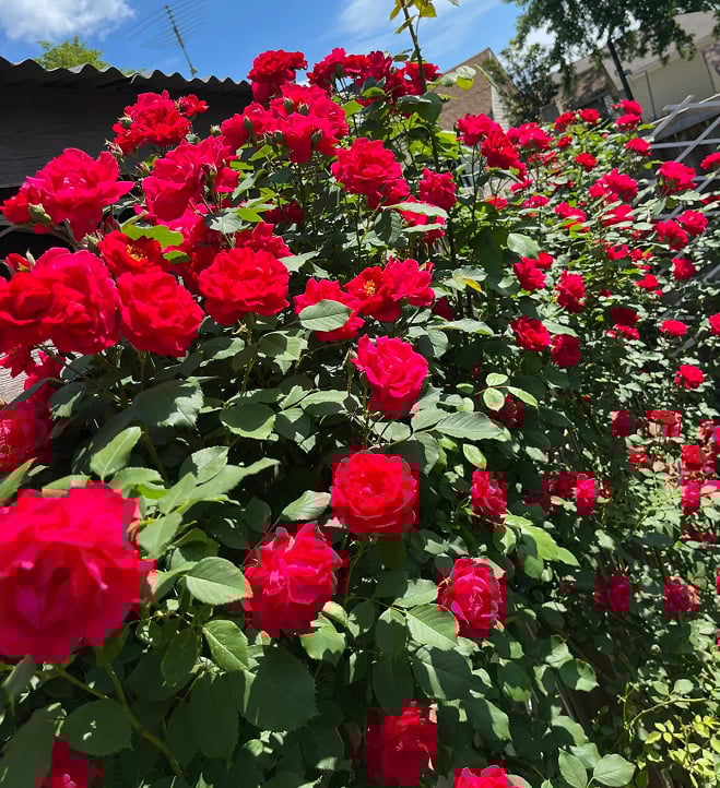 🌺Semințe de trandafir cățărător