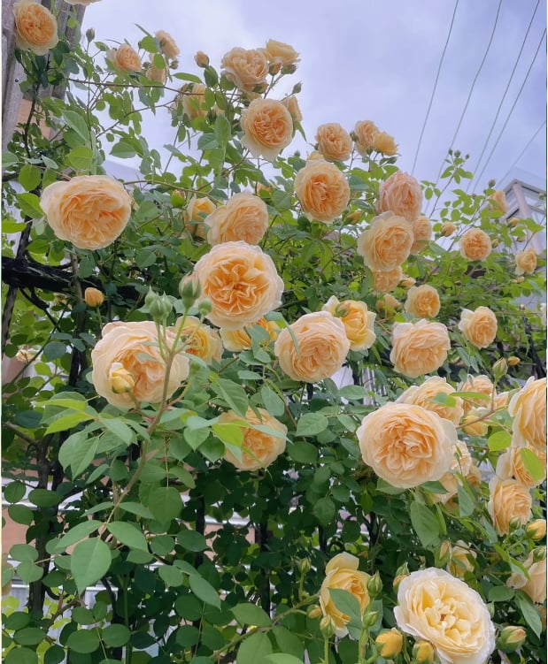 🌺Semințe de trandafir cățărător