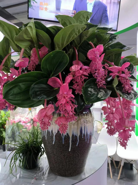 Semințe de struguri trandafiri - Cultivați regina florilor în grădina dvs.