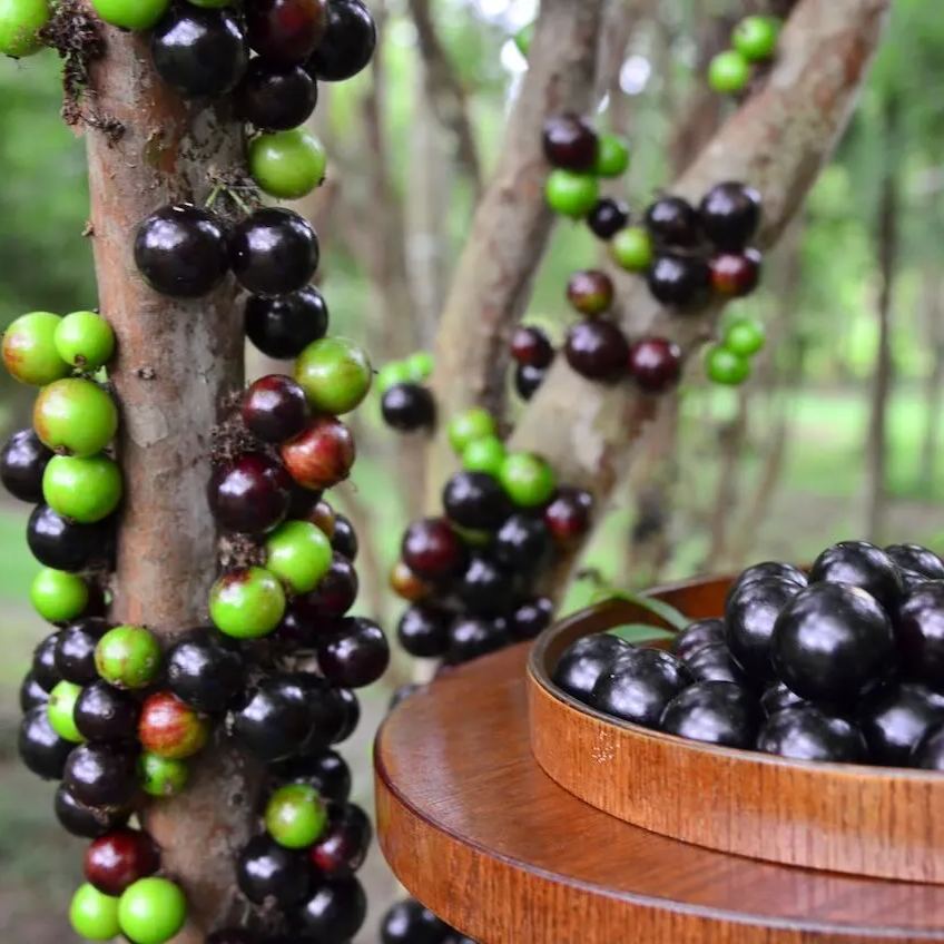 Nasiona winogron Jabuticaba