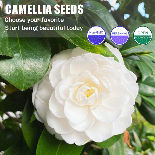 ✨Semințe de Camelia – 8 culori romantice, frumusețea înfloririi iernii