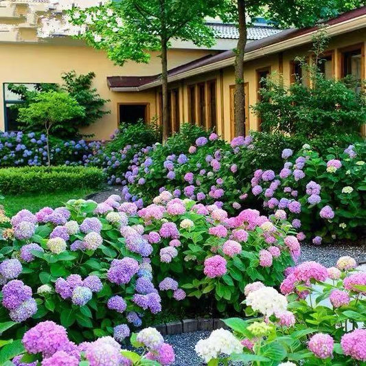 Semințe de hortensie: Descoperă frumusețea naturii
