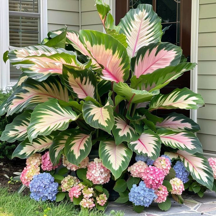 Bulbi de Alocasia cu safir nordic - Giant🍃 Transformă-ți spațiul cu măreție tropicală