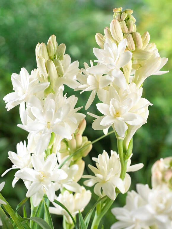 Tuberoză dublă 🌸 - Floare bulboasă mare