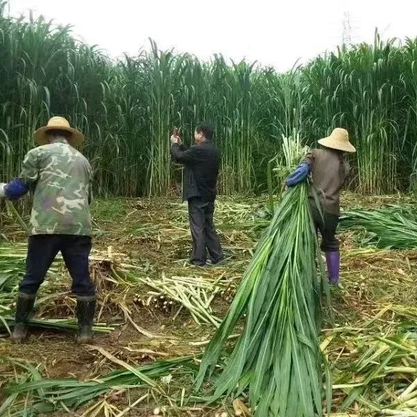 🌿Hybrydowa odmiana sorgo-trawa sudańska✅Wysokopudowne nasiona paszowe