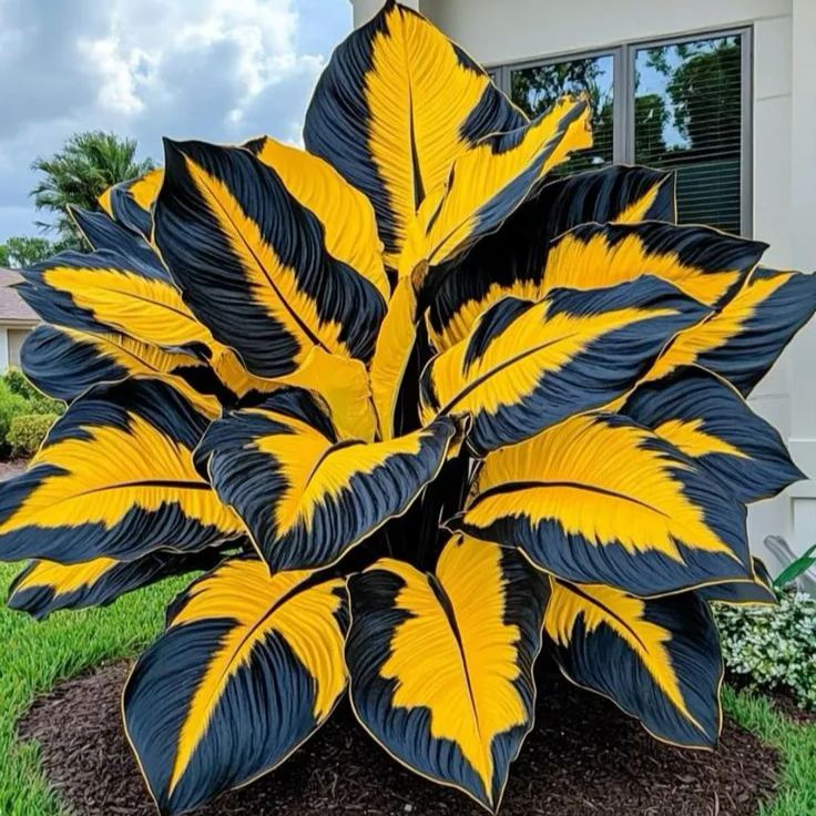 Bulbi de Alocasia cu safir nordic - Giant🍃 Transformă-ți spațiul cu măreție tropicală