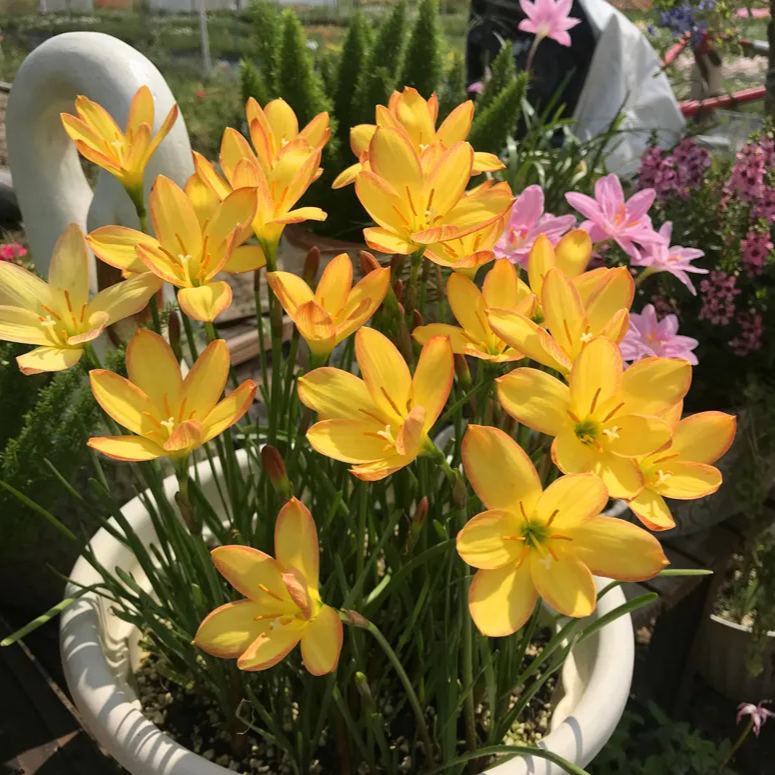 Cebule orchidei deszczowej – kwitną po kolejnym deszczu