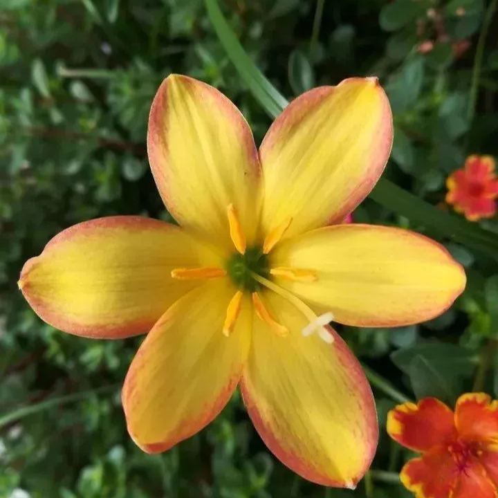 Cebule orchidei deszczowej – kwitną po kolejnym deszczu