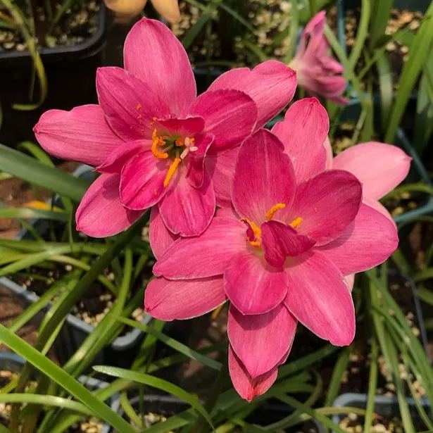 Cebule orchidei deszczowej – kwitną po kolejnym deszczu