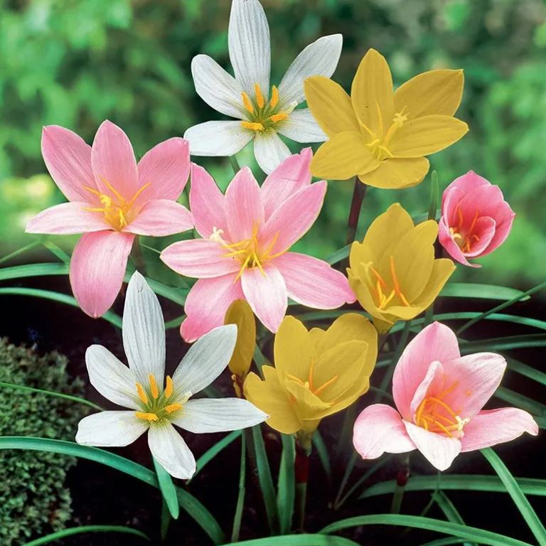 Cebule orchidei deszczowej – kwitną po kolejnym deszczu