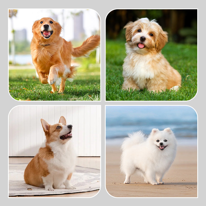 🐶2 pary antypoślizgowych wodoodpornych skarpetek dla psów